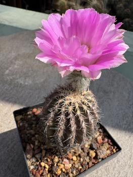 Echinocereus pamanesiorum